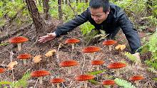 赣州山上逐渐稀少一种蘑菇，酒店卖到300一盘，小伙2小时捡一篮