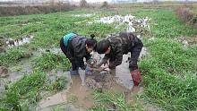 洪水退后稻田里全是泥鳅，小明和小丫越挖越兴奋，看着真过瘾