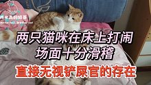 两只猫咪在床上打闹，场面十分滑稽，直接无视铲屎官的存在