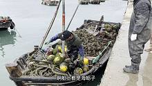 一次逛4个码头，三个都是海蛎子的天下，捕捞的渔船开始出海了