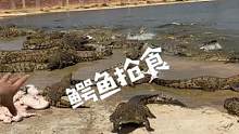 #鳄珍#鳄鱼养殖场    太疯狂了