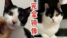 亲生都生不出这么像的猫！