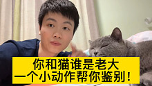 医生养的猫，必须拿捏住了！