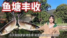 云南农村大叔开始清理大鱼塘，亲戚朋友都来帮忙，2000条鱼抓安逸了