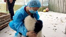 有些大熊猫撒起娇来，一般人扛不住……