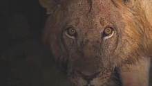 来自狮子的眼神压迫感#野生动物零距离 #动物世界 #动物 #狮子 #热门热门 #万物皆有灵性 