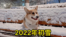 柯基：这大雪，我的短腿都被埋没了！