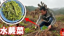 河边到处长满绿色水蕨菜，随便一摘就一篮，水蕨菜炒腊肉美味极了