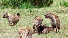 #鬣狗 抢夺#猎豹 的食物，五只猎豹怕得要命，直接就跪了！#动物世界  