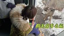 房车旅行偶遇小鹿，小鹿都快钻进我们房车里啦！