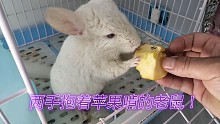 快来看这只老鼠好可爱:喜欢用手抱着苹果啃！