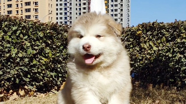 红桃巨型阿拉斯加犬