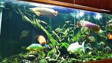 4米定制龙鱼南美缸展示#南美缸 #南美缸造景 #龙鱼缸 #养鱼日记 #观赏鱼 #造景鱼缸 #大型鱼缸