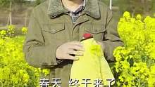 油菜花开，一年春天又来了