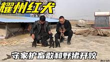 陕西耀州红犬守家护畜敢和野猪开咬，这窝精品小狗崽特别的漂亮