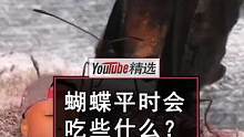 色彩鲜艳又美丽的蝴蝶平时都吃些什么？当它们轻轻停留在动物身上时，或许就是在进食……#涨知识 #昆虫 