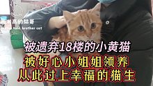 被遗弃18楼的小黄猫，被好心小姐姐领养，从此过上幸福的猫生
