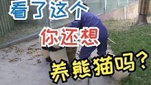 看了这个，你还想养熊猫吗？