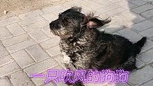 这只狗狗太有趣了，矗立在风中享受大风的洗礼