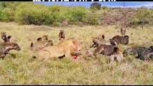 一群鬣狗成功抢夺狮子食物#野生动物零距离 #动物世界 #动物 #狮子 #鬣狗 #热门热门 #万物皆有