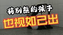 大熊猫的母性有多强：别熊的孩子也视如己出！