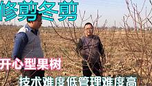开心型桃树如何修剪？技术难度低管理难度高的果树技术员这样处理