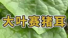 叶片肥厚大如盘，鲜香肥嫩赛猪儿，它就是#大叶木耳菜#种菜 