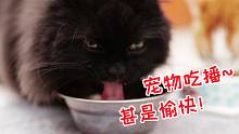 如果食物能带来快乐的话，那我家猫咪确实是最开心的