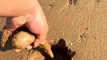 海边赶海抓海鲜，发现了一只大海葵，还有许多奇怪的海洋小生物