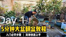 5分钟教你万能翻盆法，记住这些关键点，利索翻盆，不用缓直接长