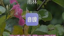 白噪音|河流声鸟声|哄睡|冥想|专注学习|app
在你的家或工作场所营造一种宁静的氛围，雨滴落在郁郁