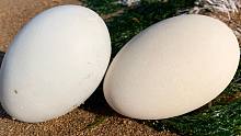 大海退潮后，小丁赶海找到卧沙的八爪鱼，还捡了两个白蛋