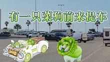 有一只菜狗前来提车