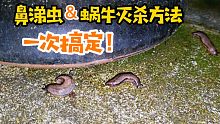 鼻涕虫、蜗牛泛滥怎么办？教你一种特效灭杀方法，基本一次搞定！