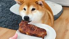 柴犬：哈哈，终于实现牛排自由了