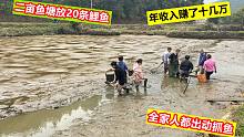 大叔利用2亩面积鱼塘养20条鲤鱼，年入十几万，全家人都出动抓鱼