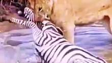狮子狩猎斑马#野生动物零距离 #动物世界 #动物 #狮子 #斑马 #热门热门 #万物皆有灵性 