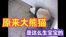 真实记录：大熊猫生宝宝