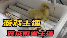 农村游戏主播做游戏视频已经活不下去了，转行做孵蛋主播
