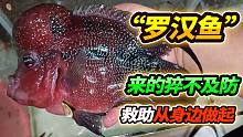 垃圾桶捡到价值600的罗汉鱼，开始以为已经死掉了，原来如此漂亮