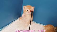 主人拿出古董般的逗猫棒，逗一群涉世未深的小奶猫，这效果没想到