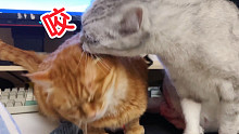 猫这种生物对待同类也很欠（jian）!