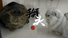 【肥弟】小奶猫把六岁老猫骂到垂头丧气？