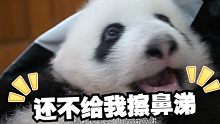 你一定没见过熊猫宝宝流鼻涕