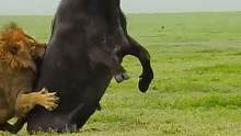 #雄狮 在母狮面前秀操作，结果被牛群撵的狼狈逃窜！#动物世界  