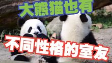 大熊猫也有不同性格的室友