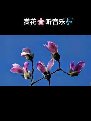 #創(chuàng)作靈感 #靜看花開花落 #捕捉身邊的美 #春回大地萬物復(fù)蘇 