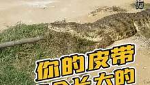 你的皮带吃饱了正在晒太阳，快来看看漂亮不漂亮！#鳄鱼养殖场 #源头工厂 #鳄珍 #皮具