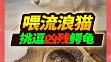 铁锅装不下24斤大鳄龟，捡到小白猫差点被咬伤，是该教训大鳄龟了 #宠物 #鳄龟  #银渐层猫 