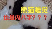 原来熊猫睡觉也是内八字！